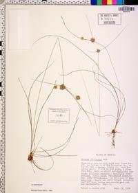 Cyperus filiculmis image