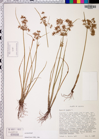 Cyperus haspan image