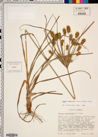 Cyperus retrofractus image