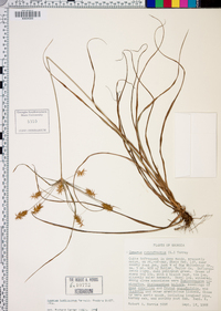 Cyperus retrofractus image