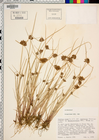 Cyperus niger image