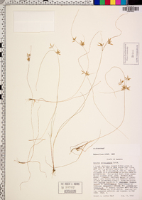 Cyperus polystachyos image