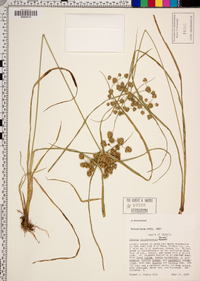 Cyperus pseudovegetus image