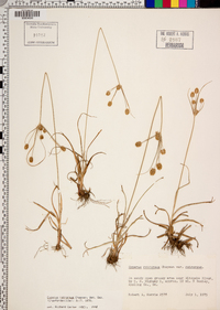 Cyperus retrorsus image