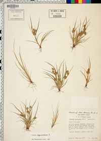 Cyperus squarrosus image