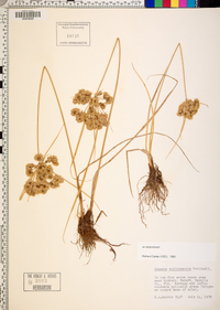 Cyperus surinamensis image