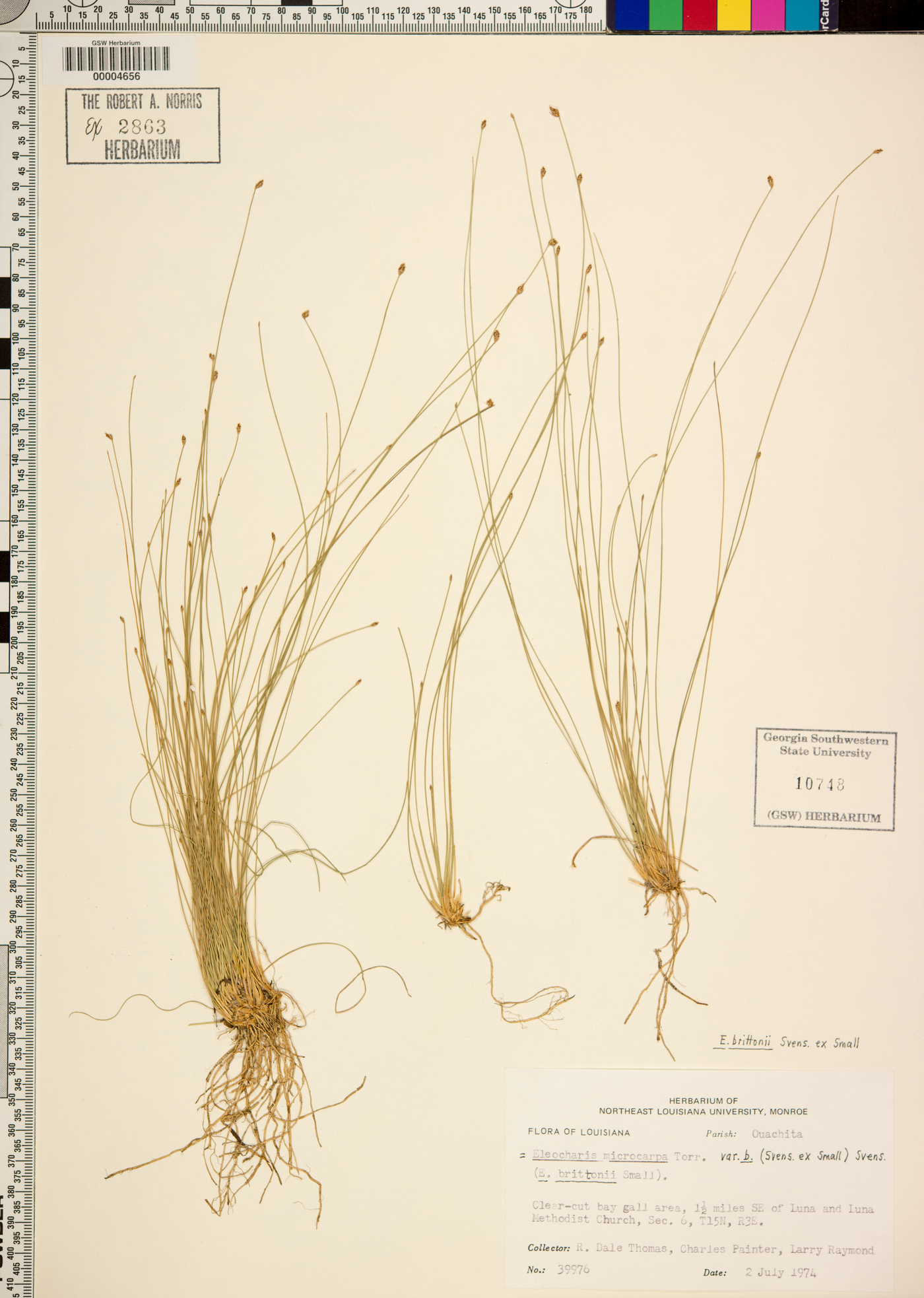 Eleocharis microcarpa var. brittonii image