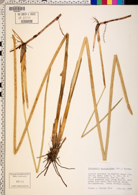 Eleocharis equisetoides image