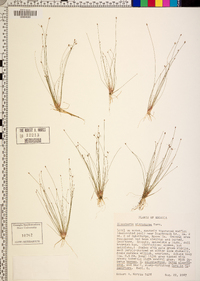 Eleocharis microcarpa image