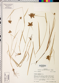 Fuirena squarrosa image