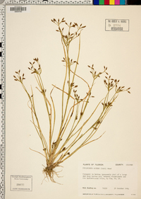 Psilocarya nitens image