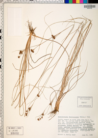 Rhynchospora fascicularis image