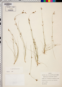 Rhynchospora intermixta image