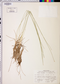 Trichophorum cespitosum image