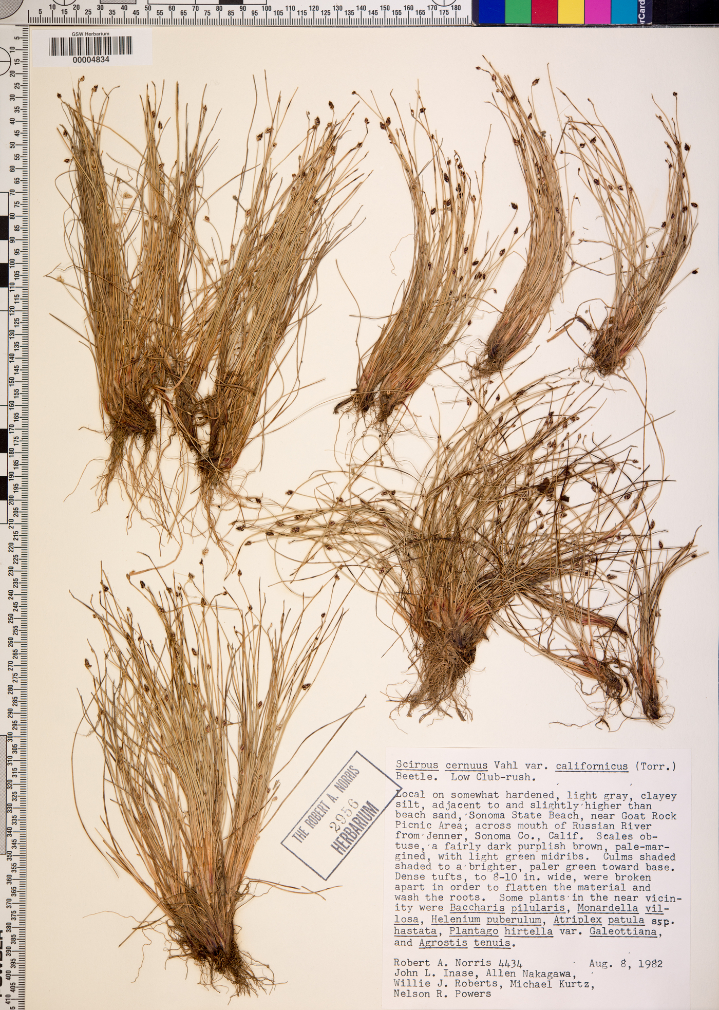 Scirpus cernuus var. californicus image