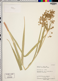 Scirpus microcarpus image