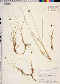 Schoenoplectus pungens var. pungens image