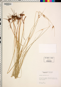 Scleria pauciflora image