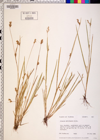 Scleria reticularis image