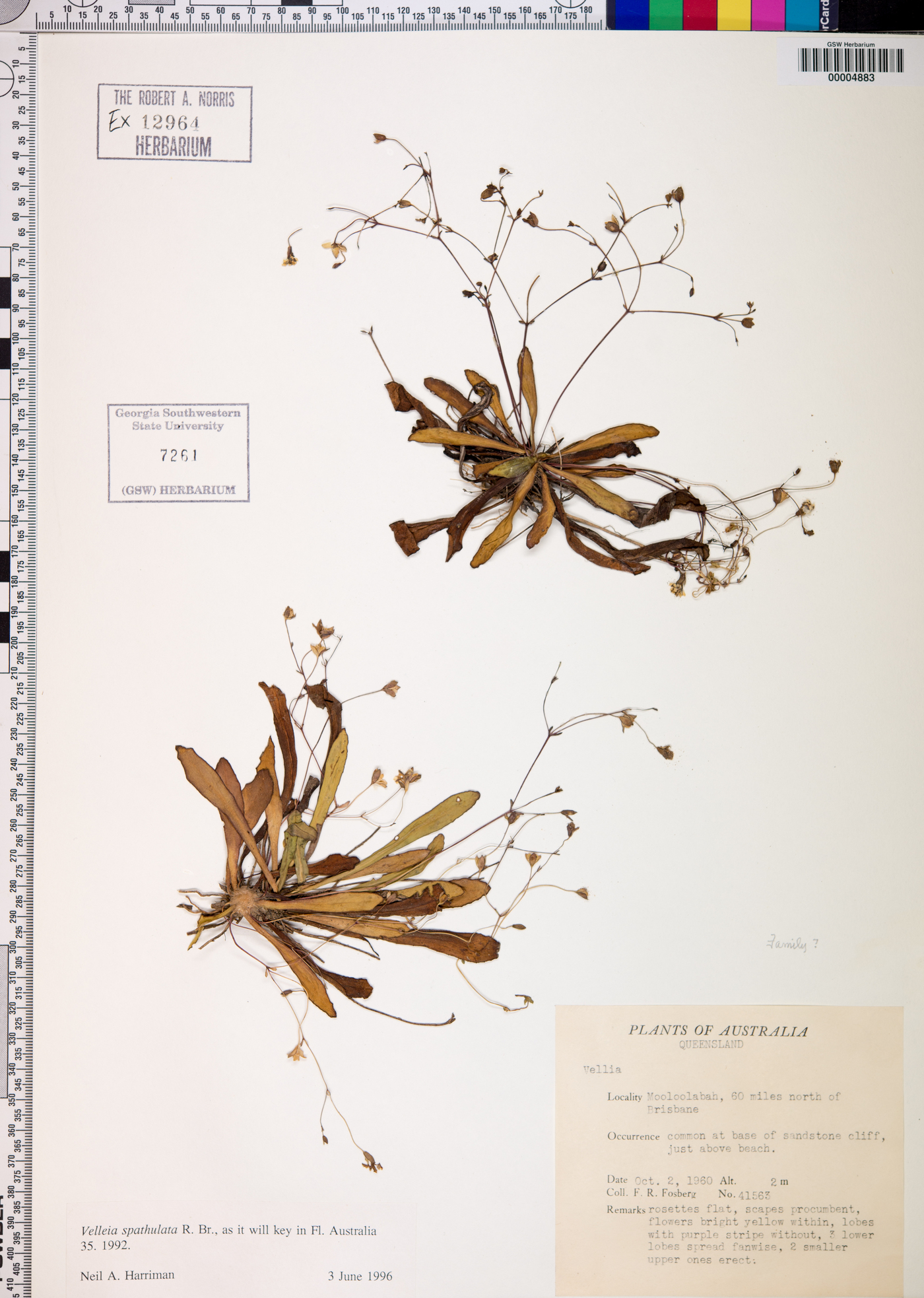 Goodenia mystrophylla image