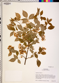 Staphylea trifolia image