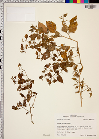 Physalis pubescens image