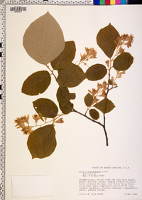 Styrax grandifolius image