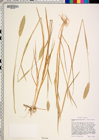 Phalaris caroliniana image