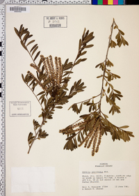 Cyrilla parvifolia image