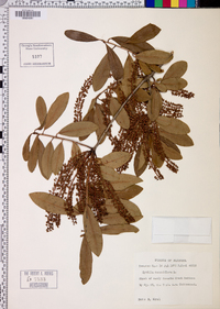 Cyrilla racemiflora image