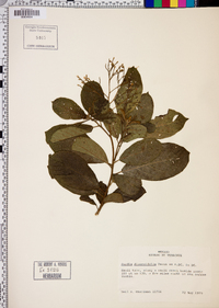 Cordia diversifolia image