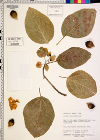 Cordia subcordata image