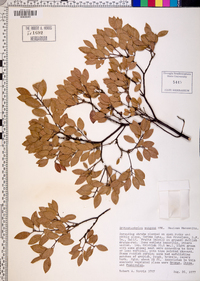 Arctostaphylos pungens image