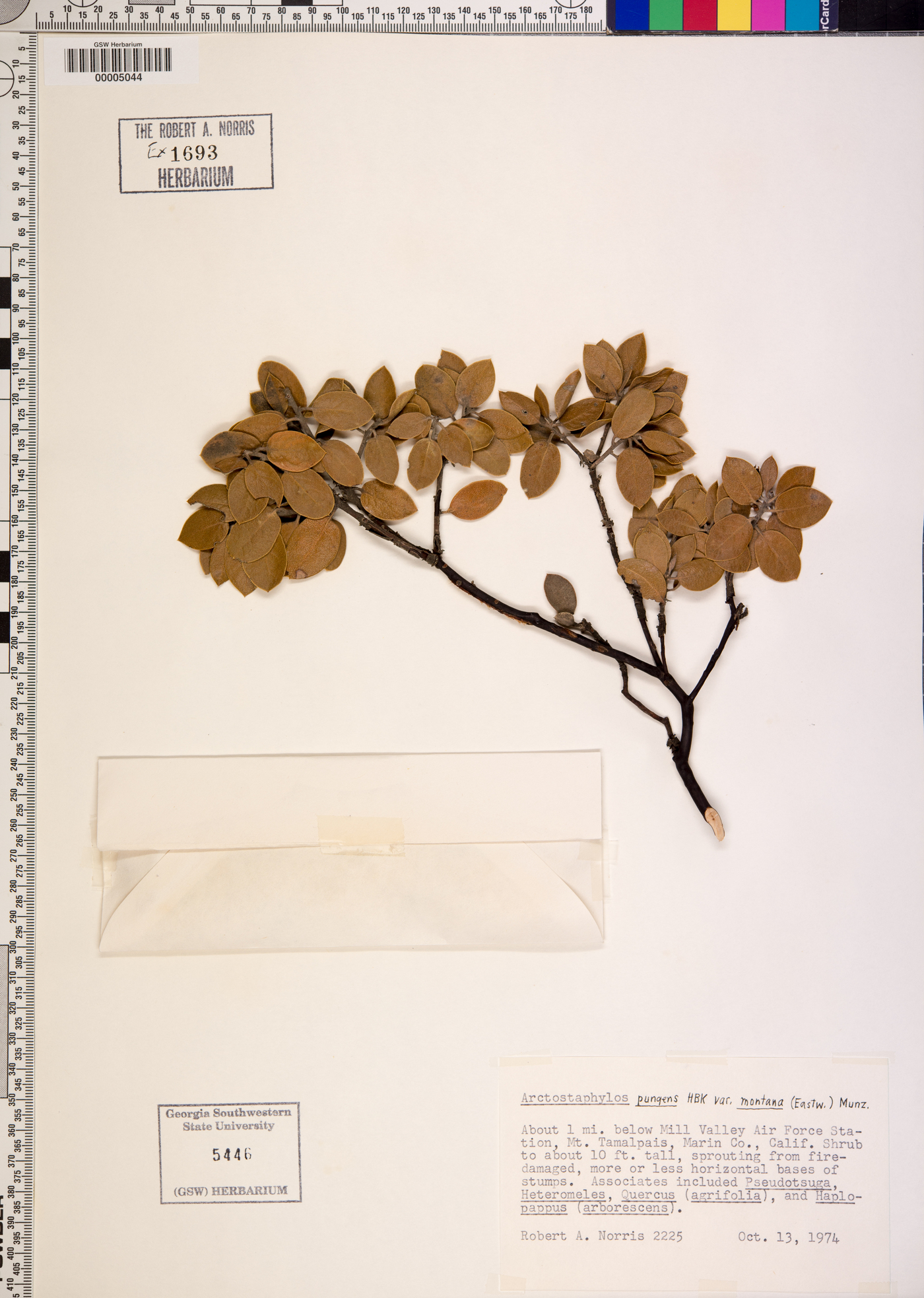 Arctostaphylos pungens var. montana image