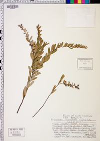 Cassandra calyculata image