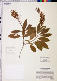 Elliottia racemosa image