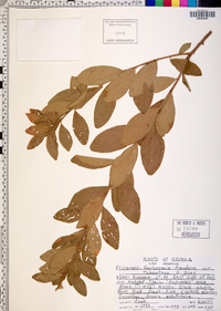 Gaylussacia frondosa var. tomentosa image