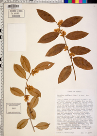 Leucothoe axillaris image