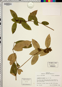 Leucothoe axillaris image