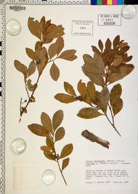 Lyonia ferruginea image