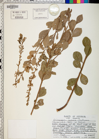 Lyonia fruticosa image