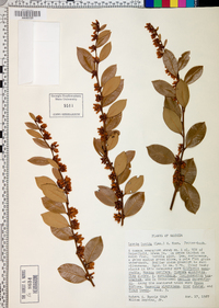 Lyonia lucida image