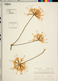 Rhododendron canescens image