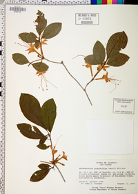 Rhododendron prunifolium image