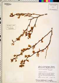 Vaccinium atrococcum image