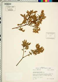 Vaccinium angustifolium image