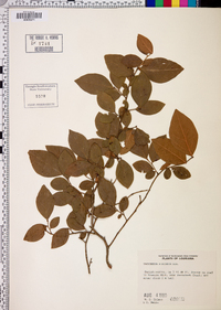 Vaccinium fuscatum image