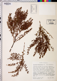 Vaccinium myrsinites image