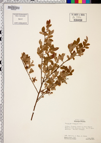 Vaccinium vacillans image