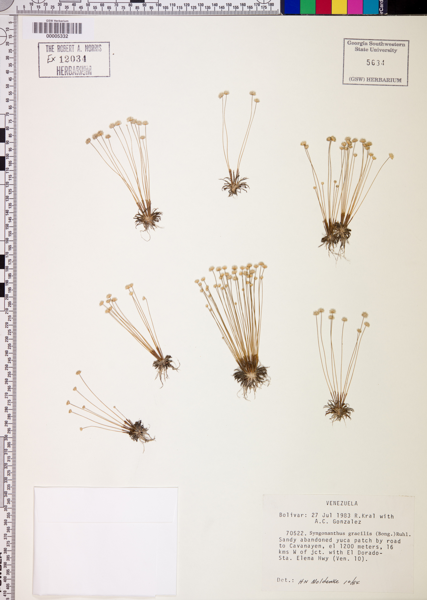 Syngonanthus gracilis image